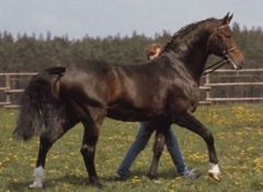 Calypso II